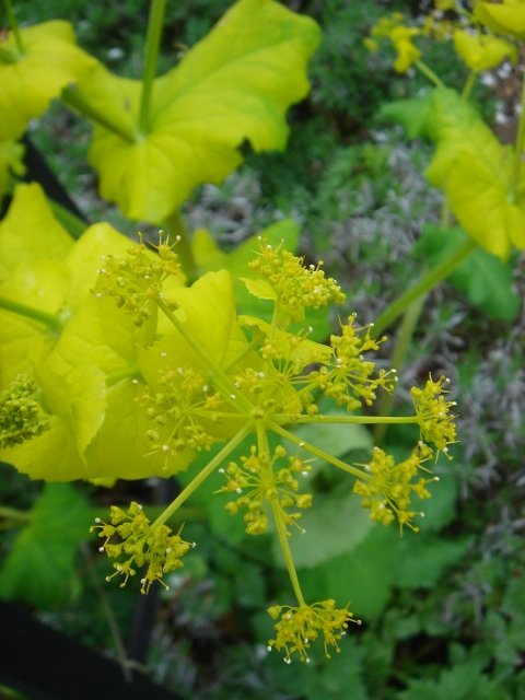 Smyrnium perfoliatum